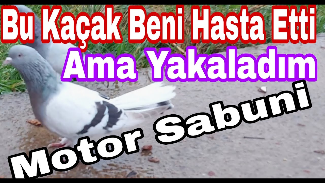 Kaçak Beni Hasta Etti ama Yakaladım. Motor Sabuni. Ayna Kuyruk Motor Sabuni. Kaçak Güvercin Yakalama