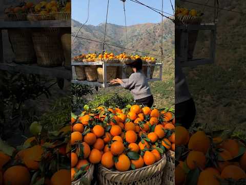 Amazing work for orange fruit harvest #trending #fruit #agriculture #2026