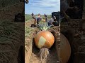 “When Farming Goes GIANT 🧅🌾”#GiantHarvest #FarmMagic #MiniWorkers