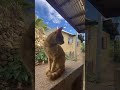 Snab 😂 #cat #shortvideo