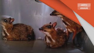 Wanita ditahan kerana bela pelanduk secara tanpa kebenaran