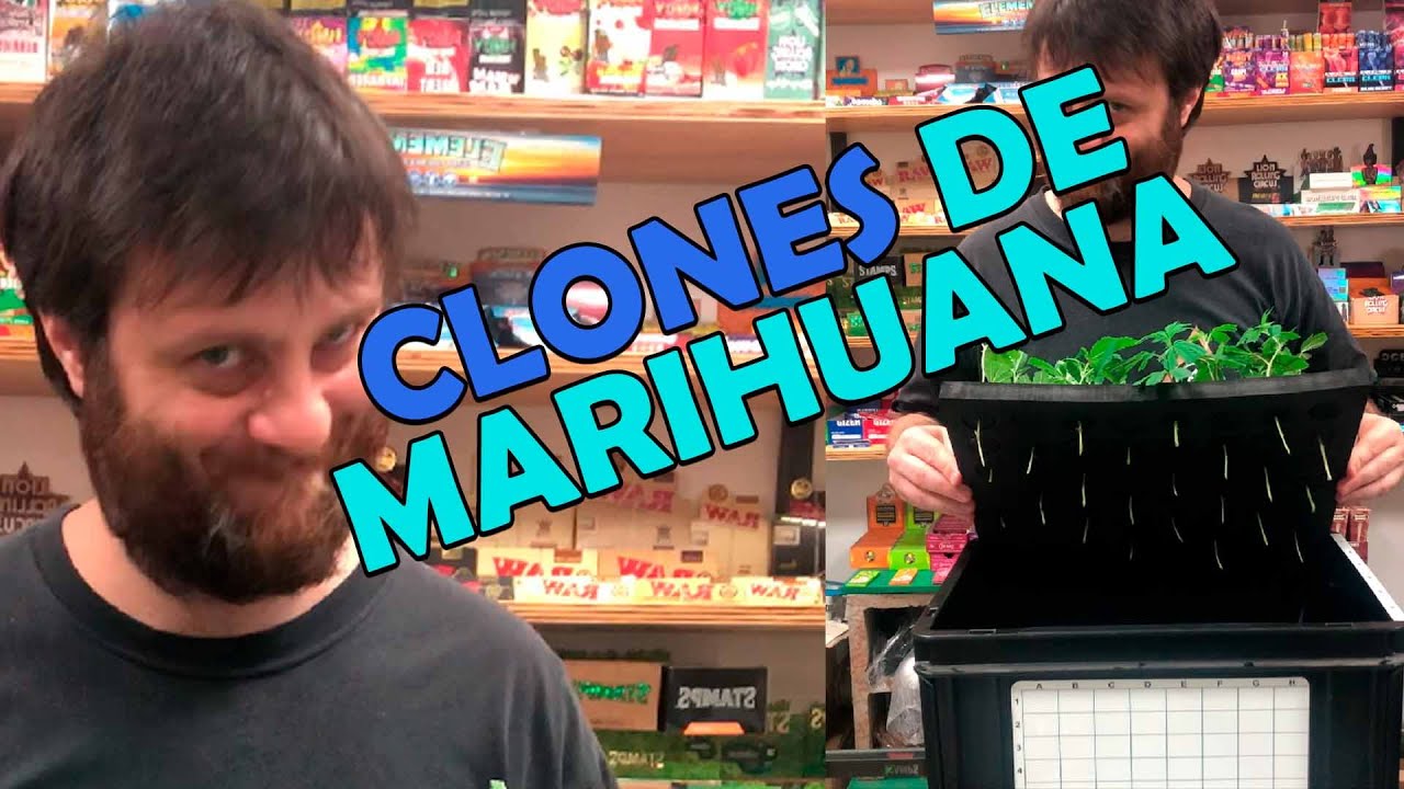Como hacer esquejes cannabis con aeroclonadora