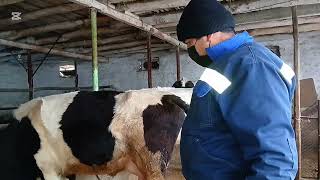 Yashur Kaligini Benzin Bilan Davolash Oxirigacha Koring 27.12.2025