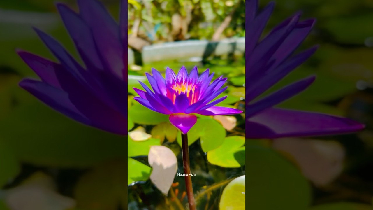 Blue Water Lily – The National Flower of Sri Lanka 🩵🪷🇱🇰