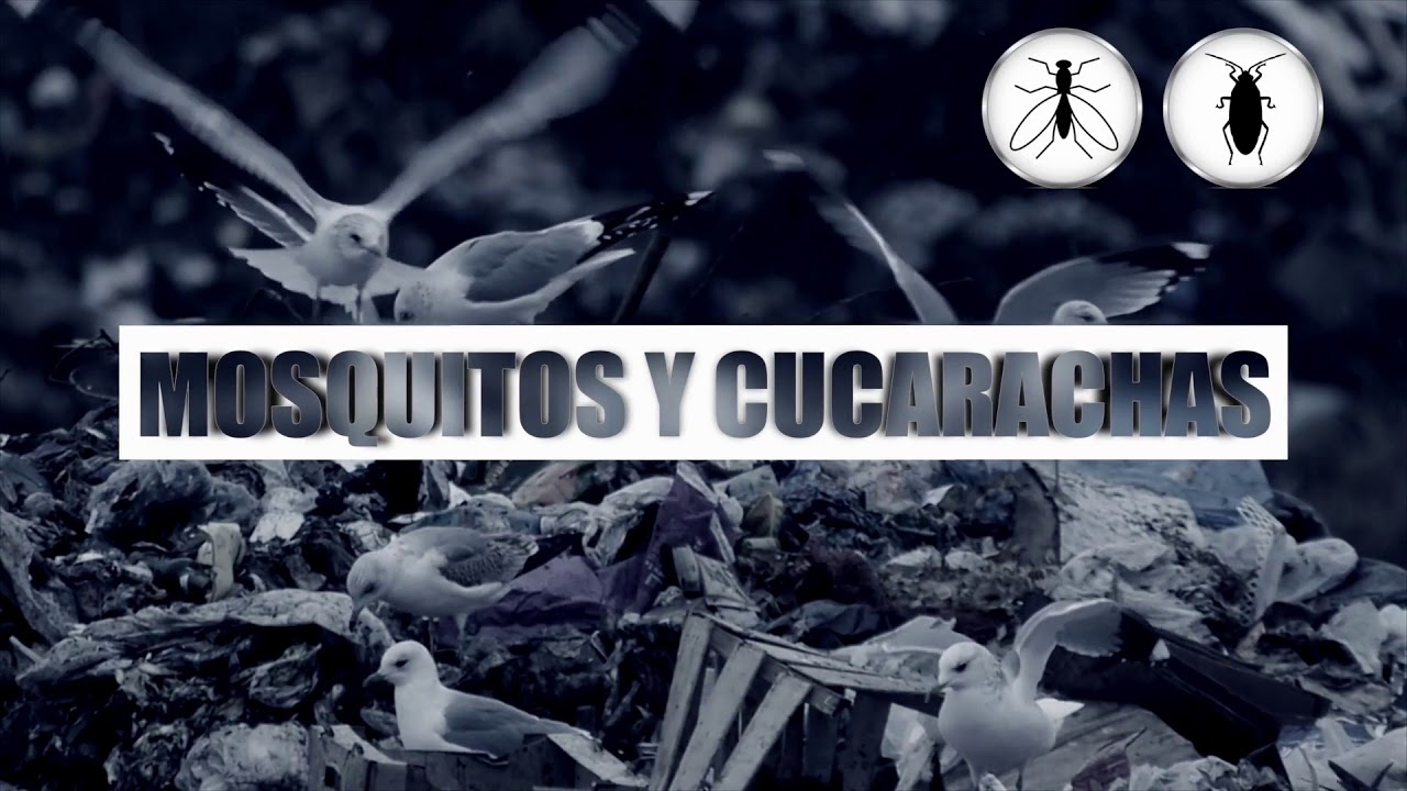 ONZA English Close Caption HD Ultima Edicion