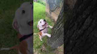 Greedy Amstaff Jena Wants The Stick That Is On The Tree, But There Are Many Other Branches Around