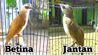 Characteristics of Male and Female Trucukan