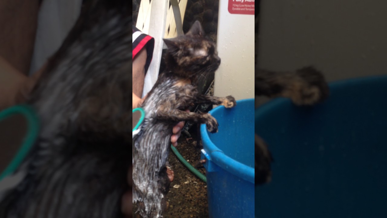 Cat bath YouTube