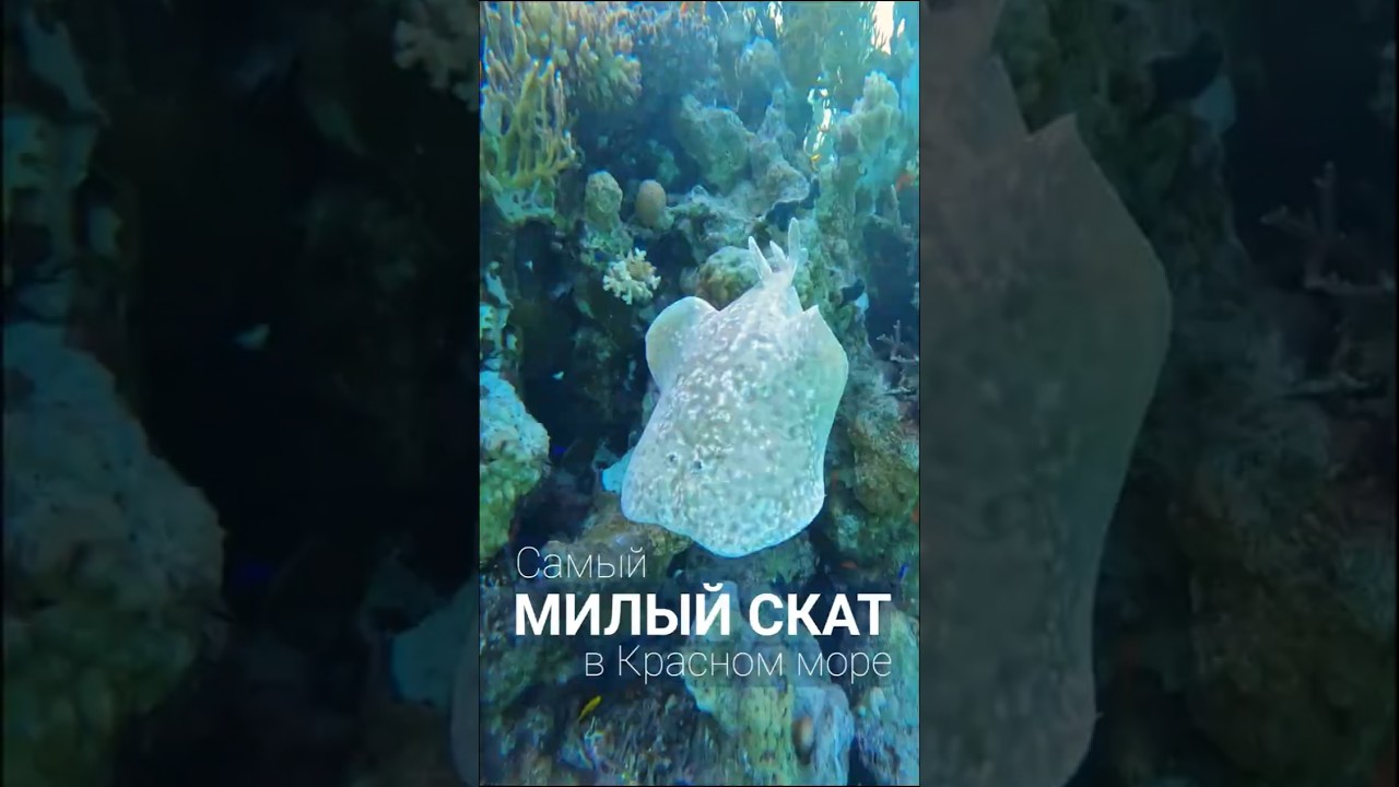 Самое милое, что можно встретить в Красном море. Электрический леопардовый скат #красноеморе #скат