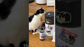 22-Pound Cat Loses 10 Pounds Thanks To Her Love Of Food | The Dodo