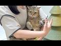 病院に行くことを全力拒否する猫との攻防戦がこちら…笑