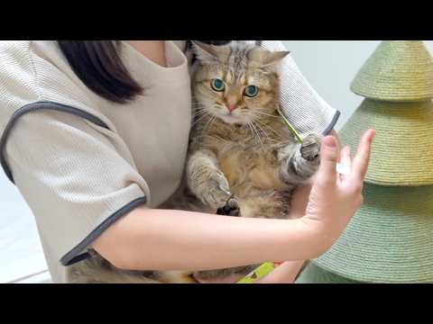 ポムさんとしまちゃん / ねこべや。 - YouTube