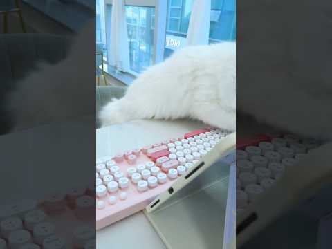 고양이 전용 TV