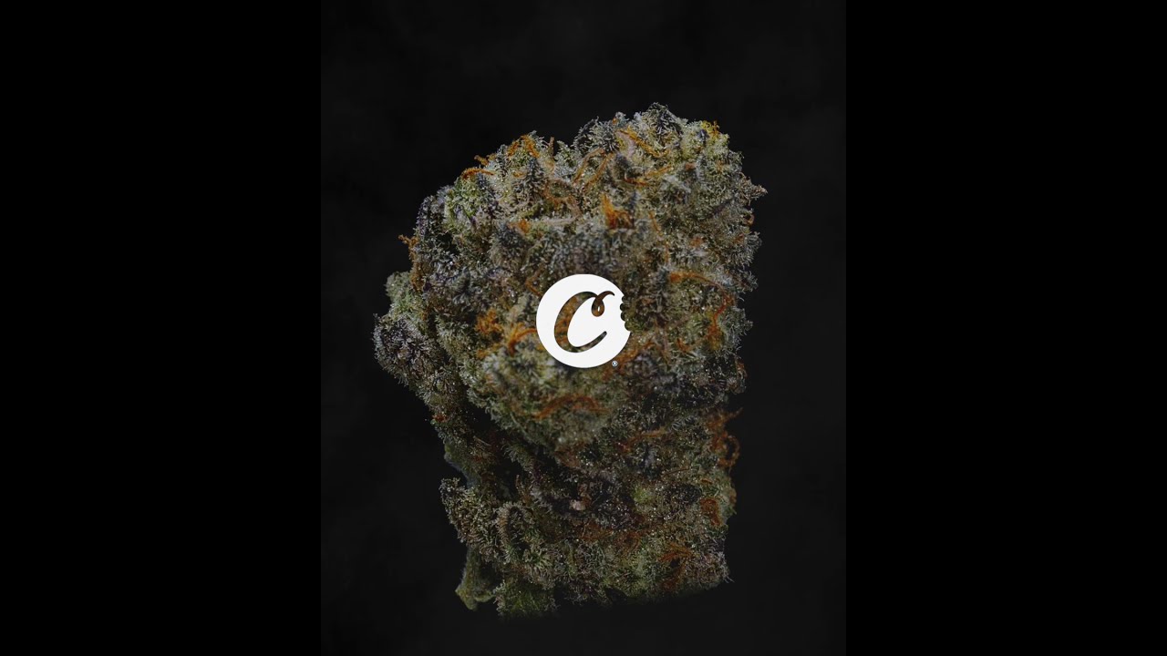 Cheetah Piss Strain Video