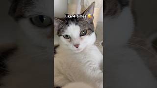 Miso Is Trying His Best  shorts cat gatos fyp trending viral funny lol fyp relatable