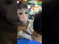 Thailand Street Monkeys are Insane #pattaya #thailand #monkey
