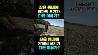 [한국농수산TV] 같은 동네 양파 크기가 다른 이유