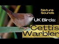 Cetti&#39;s warbler UK Birds Do you the sound of this Bird? Bird Song Identifier Bird Call Nature Sounds