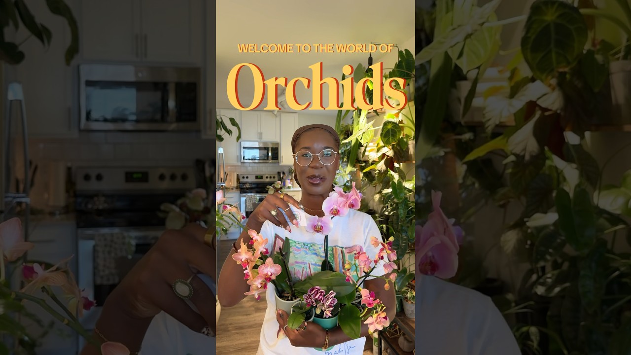 🌸Let’s talk about Orchids!🌸 