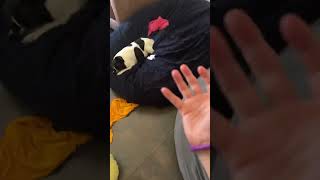 #Funny #Memes #Music #Bunny #FrenchBulldog #Pets #Dogs #ZiggyDk which one should I pet
