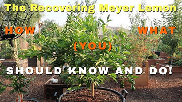 RECOVERING MEYER LEMON UPDATE #CONTAINERGROWNMEYERLEMON