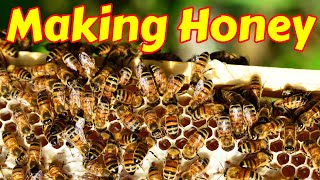 How Bees Make Honey: The Sweet Journey