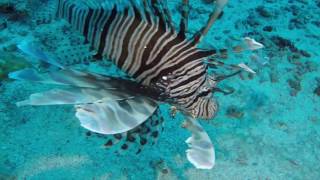 Palau 2016