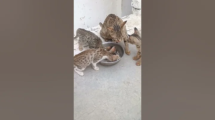 Video 11179231: cat pets funnycatvideos, cute pets funnycatvideos, cat cute funny pet