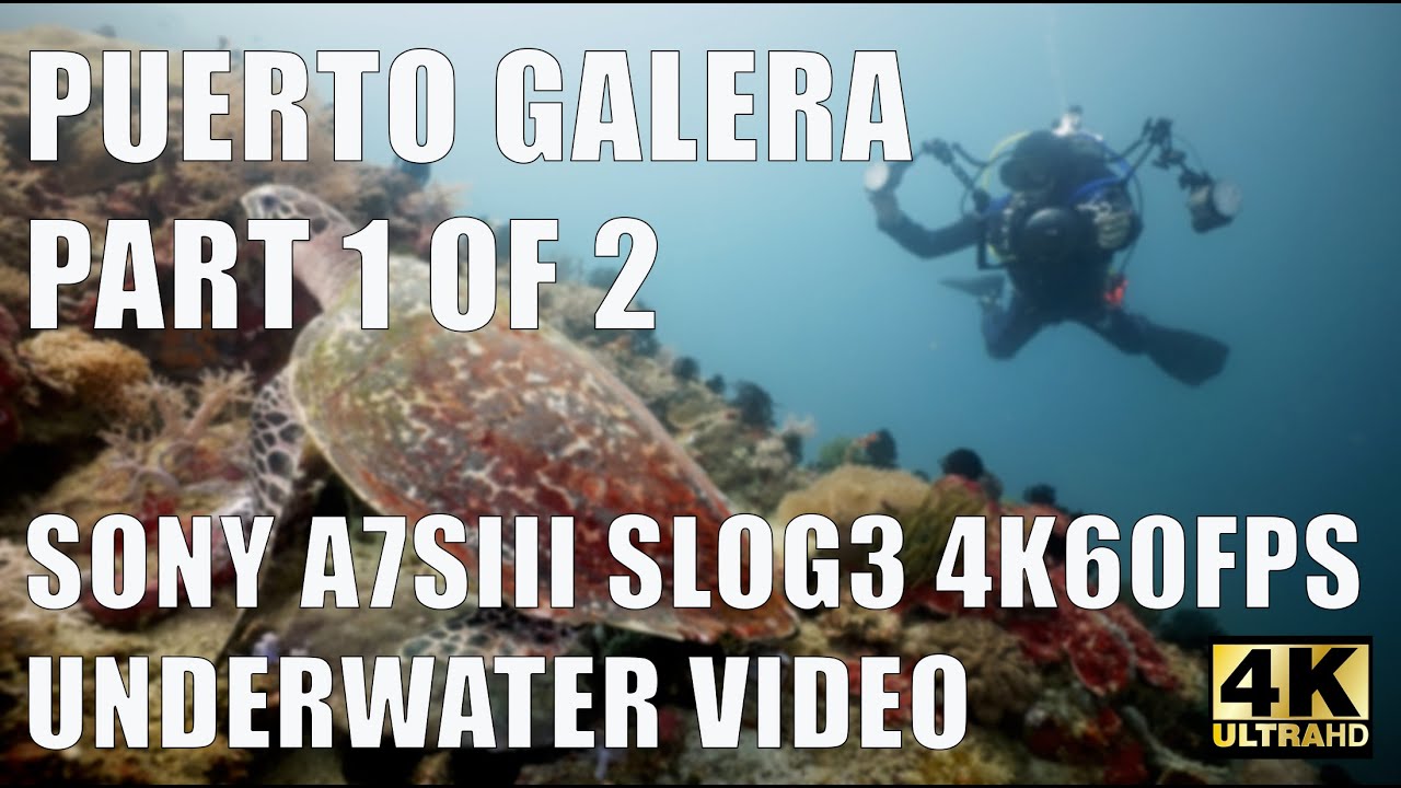 Puerto Galera Part 1 of 2 - Sony A7SIII underwater video SLOG3, Keldan lights, Seafrogs, Philippines