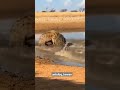 makan atau di makan#wildlife #animals #shorts