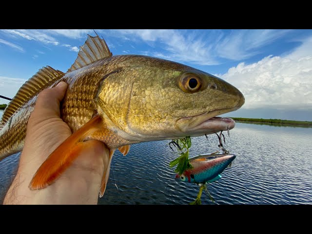 fish trap lures Bill Lewis Super Trap series has been the top Bill Lewis Super Trap STL1