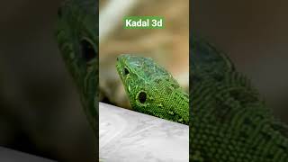 kadal dan faktanya #duniahewan #duniasatwa #hewan #kadal