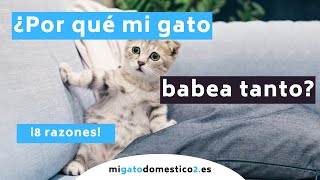🙀 Por qué mi GATO BABEA TANTO ☝ 8 Razones by migatodomestico 311 views 2 years ago 4 minutes, 55 seconds
