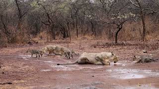 Heartwarming Moment: Lioness & Cub Enjoy First Monsoon in Gir Forest | Nature's Purest Love #rain screenshot 2