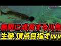 過酷な生態系で捕食者として頂点を目指すのが面白すぎたww