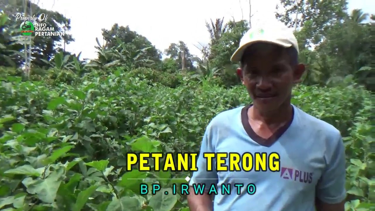 Alhamdulillah Hasil Bimbingan Perawatan TERONG TUA Tanaman  Kembali Sehat & Berbuah Lebat