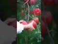 Amazing fruits tree fruit fruitlover treefruit fruitstips nature fruitideas grape fruittree