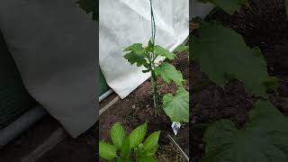 Pruning my Cucumber 🥒🌱