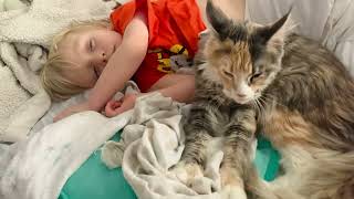 Adorable polydactyl Maine coon kitten by Maine Coons and Vlad  957 views 2 years ago 12 seconds