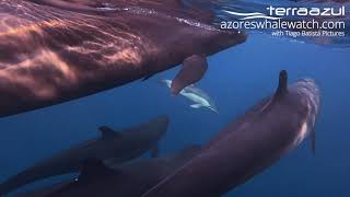 False Killer Whales with Common Dolphins in São Miguel, Azores | TERRA AZUL™