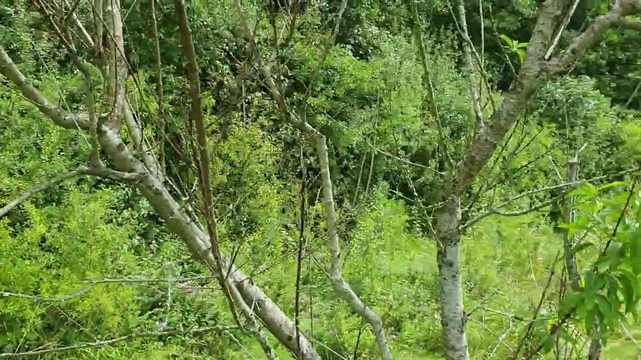 Pfirsichbaum nicht geschnitten - was passiert ?