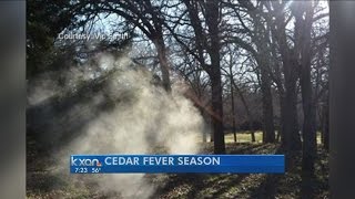 Cedar fever advice