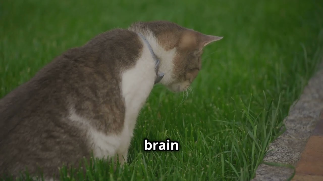 Whisker Wonders How Cats Navigate!