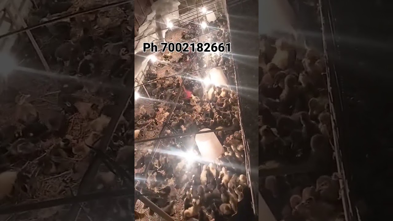 Assam Bongaigaon Abhayapuri Farming Duck 🦆🦆🦆 desi ph 7002182661