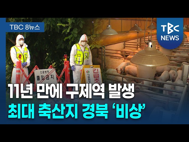 경북서 11년 만에 구제역 발생..축산 농가 '초긴장'ㅣTBC뉴스