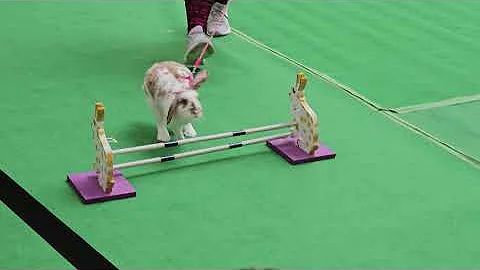 Rabbit Show Jumping Competition