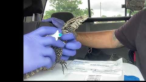 Pit Tagging with the Lizardkingz