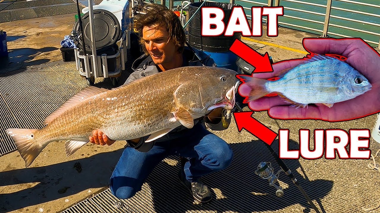 Live Bait vs. Lure Jetty Fishing for GIANTS! YouTube