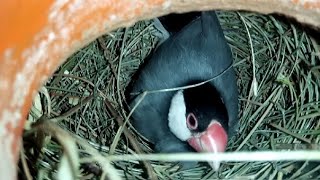 Java Sparrows Breeding Update🐣 | Java Bird Breeding Progress 🤩 || Java Birds Sound 🎶