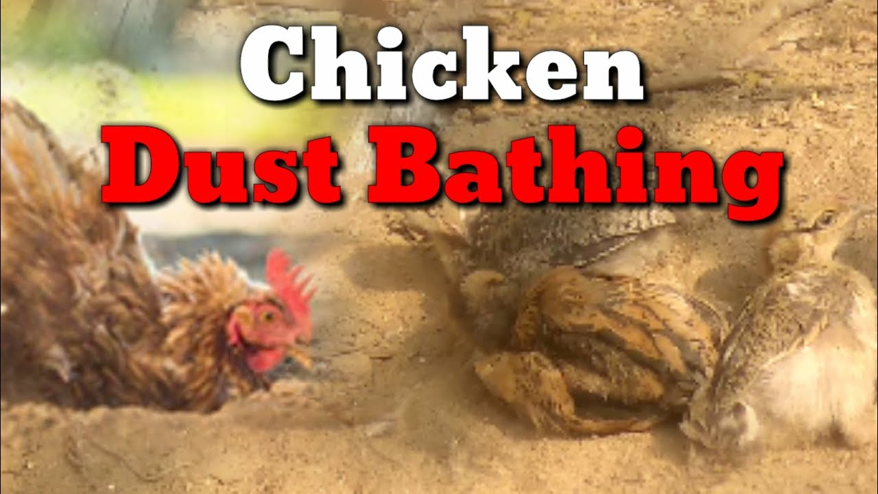 Chicken Dust Bathing Small Chicken Bathing vlog dailyvlog chicken